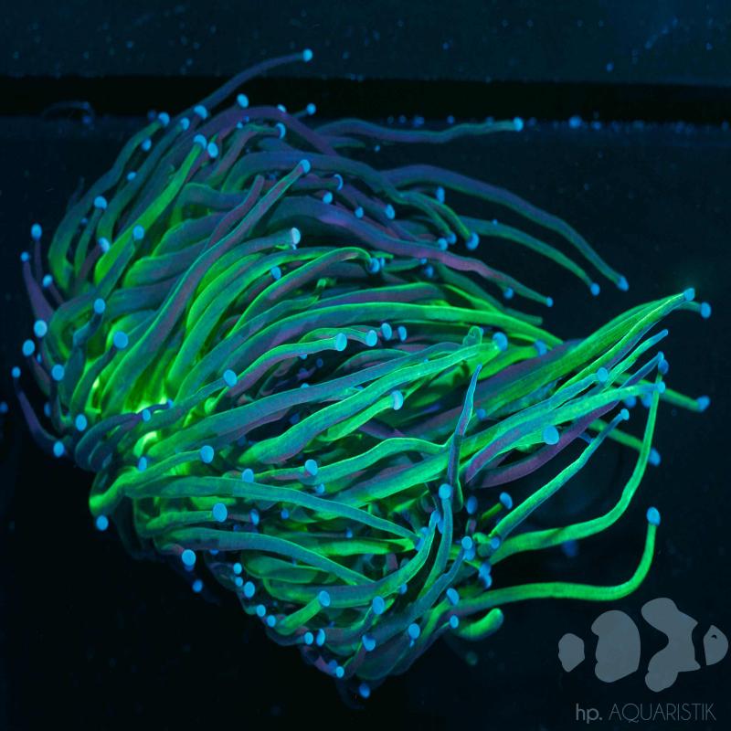Euphyllia Fake Holy Grail